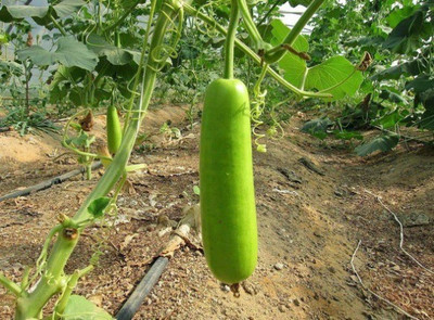 UGRA Long bottle gourd Seeds Seed(200 per packet)