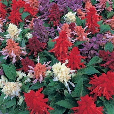Paudha Salvia Mix Flower Seed(45 per packet)