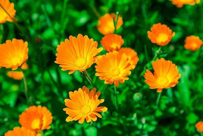 Mozette Calendula Flower Seed(42 per packet)