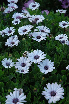 Mozette Daisy White Flower Seed(22 per packet)