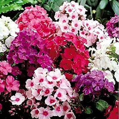 Mozette Phiox Flower Seed(27 per packet)