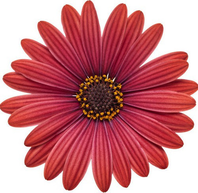 Mozette Daisy Red Flower Seed(32 per packet)