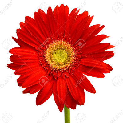 XOLDA Daisy Red Flower Seed(46 per packet)