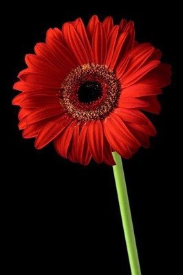 Mozette Daisy Red Flower Seed(12 per packet)