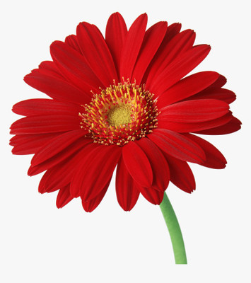 Mozette Daisy Red Flower Seed(12 per packet)