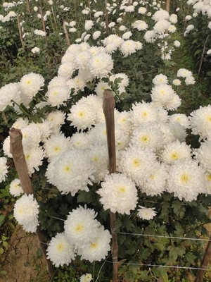 XOLDA Chrysanthemum Flower Seed(37 per packet)