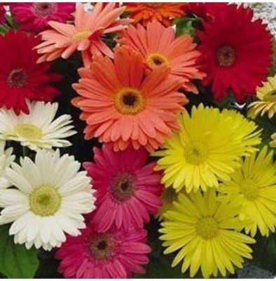 Mozette Daisy Mix Flower Seed(37 per packet)