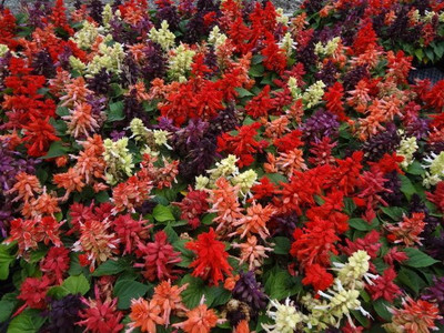 Paudha Salvia Mix Flower Seed(40 per packet)