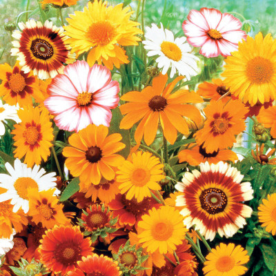 Mozette Hybrid Daisy mix Seed(60 per packet)