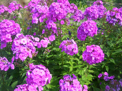 XOLDA Phiox Flower Seed(12 per packet)
