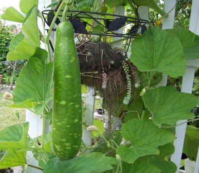 Avysa NAM TAO YAI Bottle Gourd Seeds Seed(100 per packet)