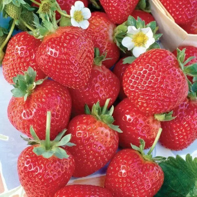 Aro Strawberry, Strawberries Seed(120 per packet)