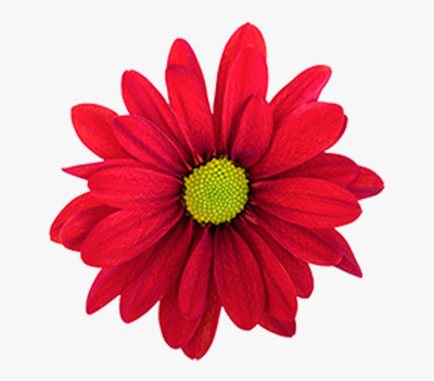Mozette Daisy Red Flower Seed(32 per packet)