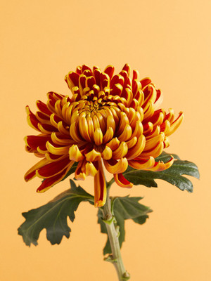 Mozette Chrysanthemum Flower Seed(47 per packet)