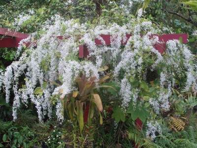 Earth Hopper Nilmoni Bel White Queen Wreath Sandpaper Vine Seeds- Trial Pack 30 Seed(30 per packet)