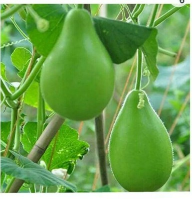 UGRA Bangladeshi Bottle Gourd Seed(30 per packet)