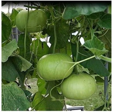 UGRA Round Bottle-gourd Seeds Seed(50 per packet)