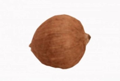 Senroar laghu nariyal for pooja Wooden Yantra Spiritual Coconut Decorative Showpiece  -  2.5 cm(Wood, Brown)