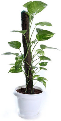 Ukanda Money Plant(Hybrid, Pack of 1)