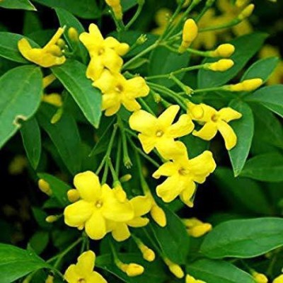 DAIVISH Jasmine Plant(Pack of 1)