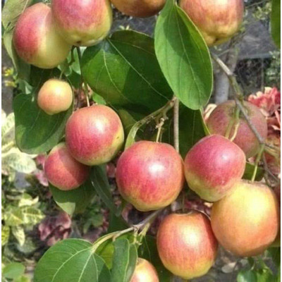 GreenHorizon Ber Apple Plant(Hybrid, Pack of 1)