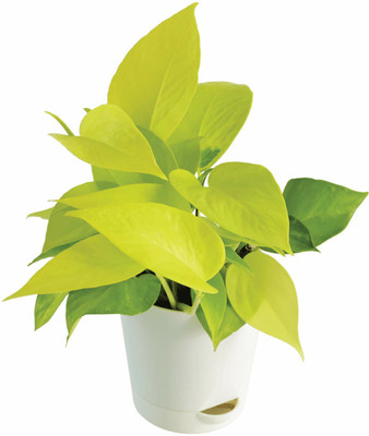 GreenyOn Money Plant(Hybrid, Pack of 1)