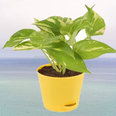 APOSOLUARD Money Plant(Hybrid, Pack of 1)