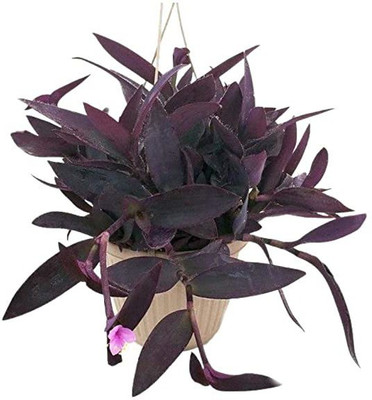 DAIVISH Wandering Jew Plant(Pack of 1)