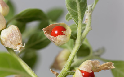 XOLDA Ashwagandha Seed(12 per packet)