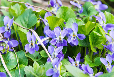 Paudha Viola Flower Seed(10 per packet)