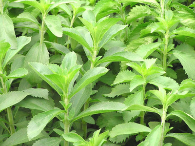 Mozette Stevia Sweet Leaves Seed(37 per packet)