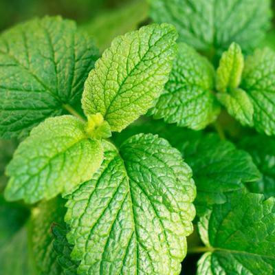Mozette Balm Mint Seed(37 per packet)