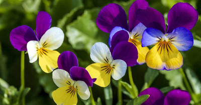XOLDA Viola Flower Seed(17 per packet)