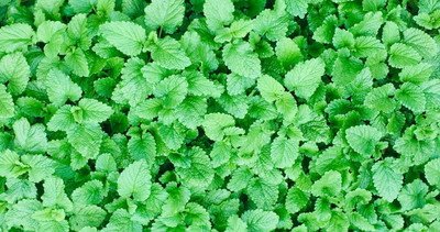 Mozette Lemon Balm Seed(52 per packet)
