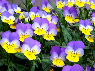 XOLDA Viola Flower Seed(22 per packet)