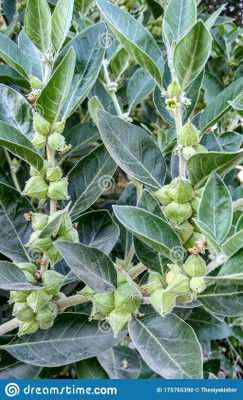 Mozette Ashwagandha Seed(52 per packet)