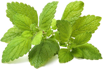 Paudha Lemon Balm Seed(26 per packet)