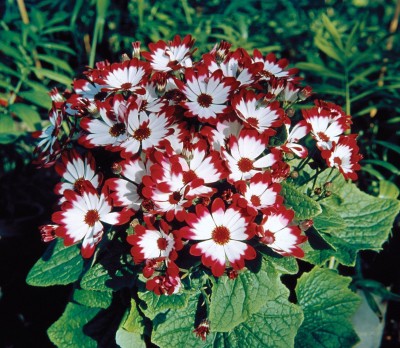 Mozette cineraria Flower Seed(37 per packet)