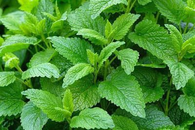 Mozette Lemon Balm Seed(32 per packet)