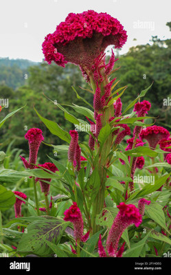 Paudha Cockscomb Flower Seed(31 per packet)