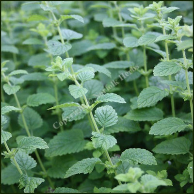 Mozette Balm Mint Seed(37 per packet)