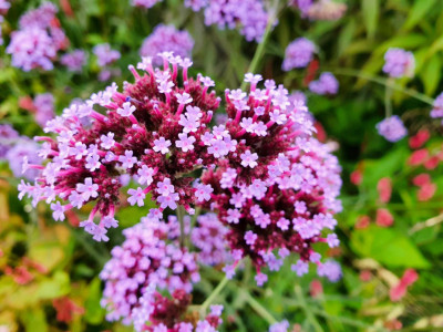Mozette verbena Flower Seed(37 per packet)