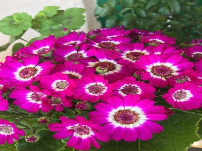 XOLDA Hybrid Cineraria Seed(68 per packet)