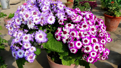 Mozette cineraria Flower Seed(32 per packet)