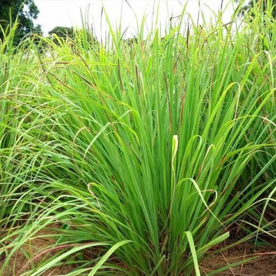Mozette Lemon Grass Seed(22 per packet)