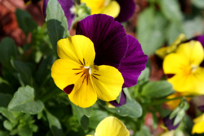 XOLDA Viola Flower Seed(12 per packet)