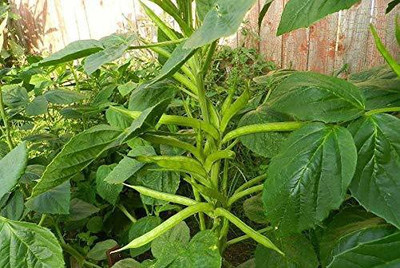 Aywal GwarFali Seed(410 per packet)