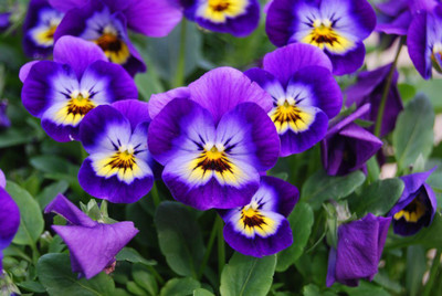 XOLDA Viola Flower Seed(12 per packet)