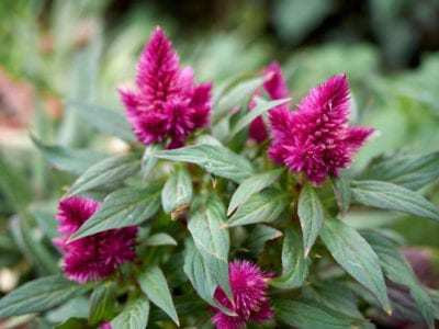 Paudha Cockscomb Flower Seed(45 per packet)