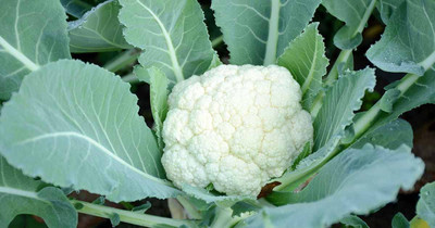 VibeX PUAS-94 - Organic Desi Cauliflower Super Snowball - (150 Seeds) Seed(150 per packet)